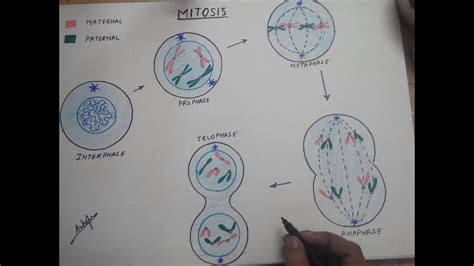 Mitosis Stages Drawing