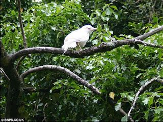 SALING INDONESIA: Pemandangan Menarik Burung Gagak Albino ‘Berwarna Putih’ yang sangat Langka