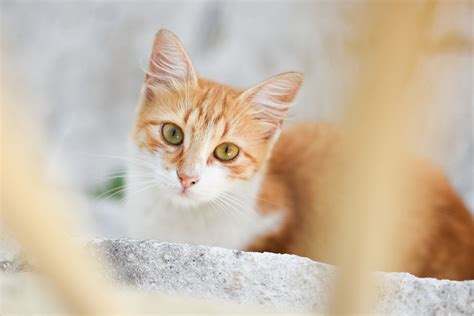 Yellow And White Cats Breeds