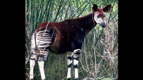 Focus on Species: Okapi (Okapia johnstoni) - Environoego. Protect The Planet