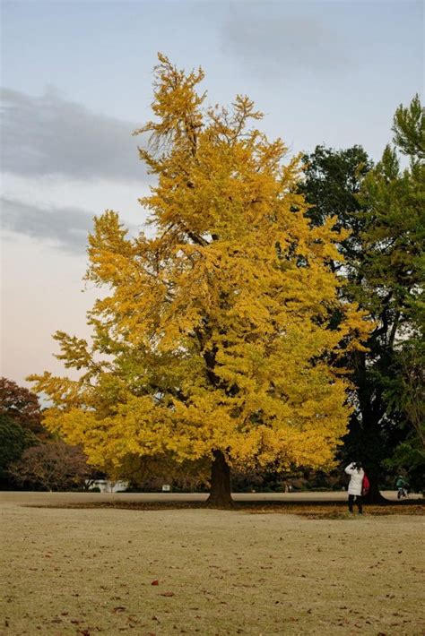 Stunning Spots in Japan to See Fall Foliage - Secret World