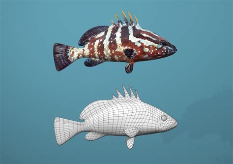 3D Model Collection Grouper Species Varieties VR / AR / low-poly | CGTrader