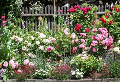 Types Of Roses: 30 Gorgeous Rose Varieties For Your Garden