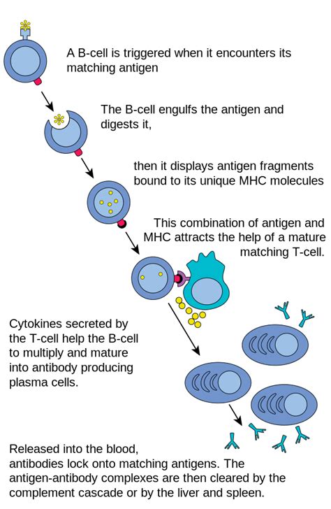 Difference Between Cytokines and Interleukins | Compare the Difference Between Similar Terms