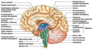 Diencephalon function, Thalamus, Metathalamus, Hypothalamus, Epithalamus & Subthalamus | Science ...