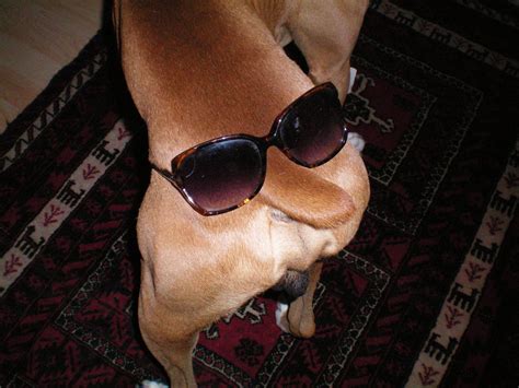 sunglasses on a dog's butt | Alexandratx | Flickr