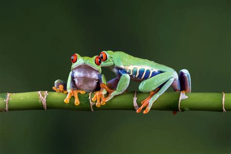 Two green Poison dart frogs on green bamboo stick HD wallpaper | Wallpaper Flare