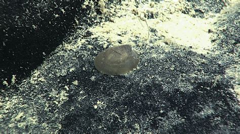 Living Fossil: Tiny mollusc makes big impression on marine biology world | Inner Space Center