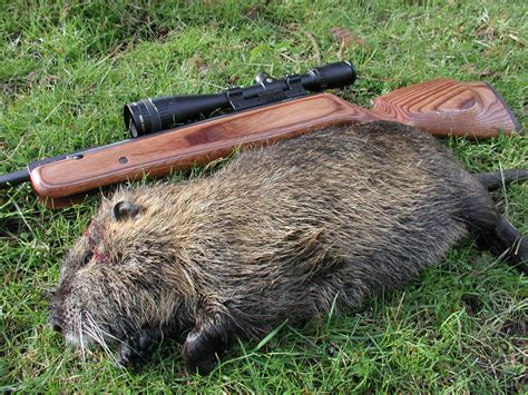 Nutria Hunting | Airgun Hunters | Airgun Warriors Forum