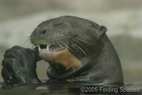 Biodiversity-Giant Otter