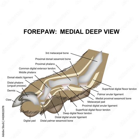 Dog Paw Anatomy