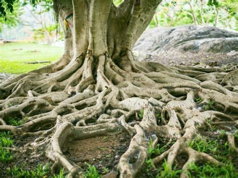 Oak Tree Root System – Are Oak Tree Roots Invasive? – LeafyJournal