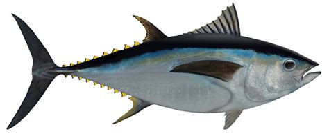 Southern Bluefin Tuna - Good Fish Bad Fish