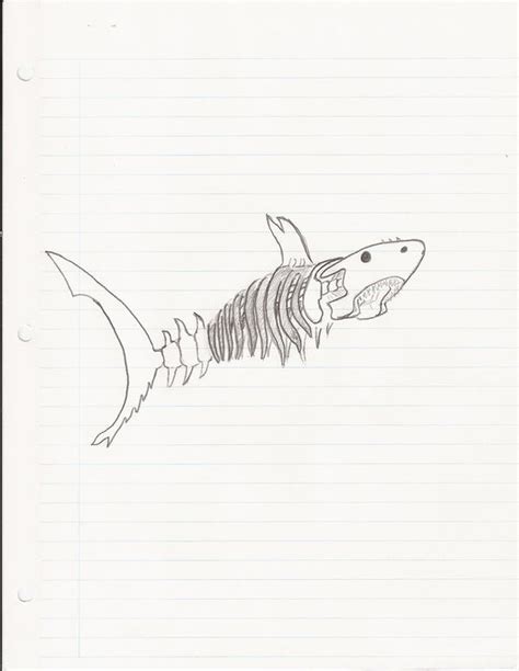 Shark Skeleton Drawing