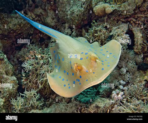 Blue spotted Stingray or Bluespotted ribbontail ray, Taeniura lymma, swimming over coral reef ...