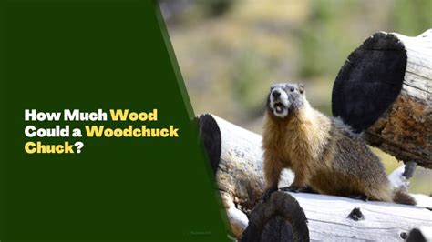 How Much Wood Could a Woodchuck Chuck? [Explained] - Rodents Info