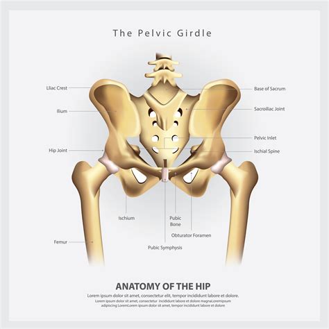 Infographic Diagram Of Human Hip Bone Or Pelvic Girdle Anatomy System | Porn Sex Picture