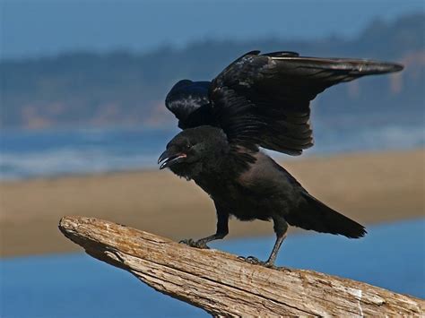 5 Fakta Burung Ababil, Pengingat Sifat Sombong Manusia