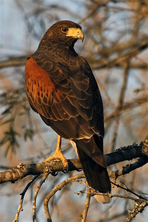 harris-hawk - Birds Flight