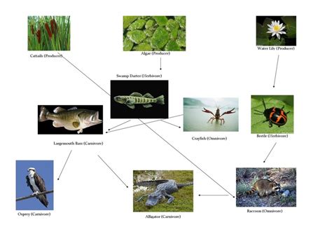 Food Web - Freshwater Swamps