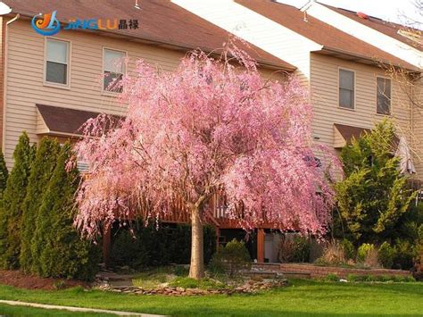 Pink Weeping Cherry Tree - 5 seeds – Angela's Heavenly Garden