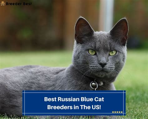 10 Best Russian Blue Cat Breeders in the United States! (2024) - Breeder Best