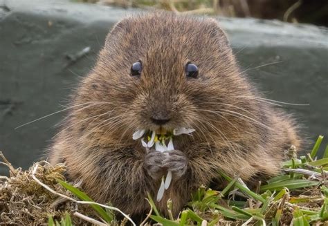 How to Get Rid of Voles: Control & Prevention Guide