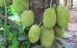 Jackfruit Farming Information Guide | Agri Farming