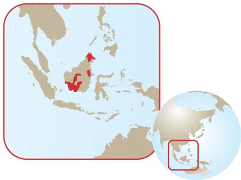 Sumatran Orangutan Map