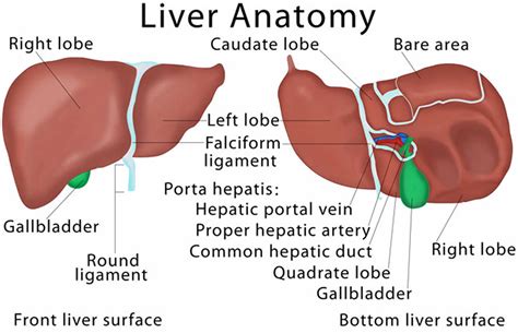 Congenital hepatic fibrosis causes, symptoms, diagnosis, treatment & prognosis