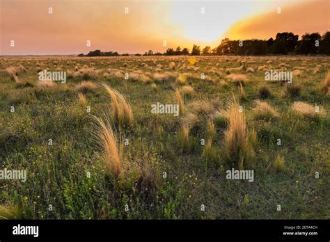 Pampas grassland landscape, La Pampa Province, Patagonia, Argentina Stock Photo - Alamy