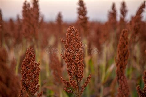 Sorghum Field Sunset Background Stock Photo - Image of field, healthy: 96909942