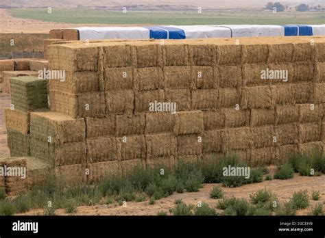 Alfalfa hay bales hi-res stock photography and images - Alamy