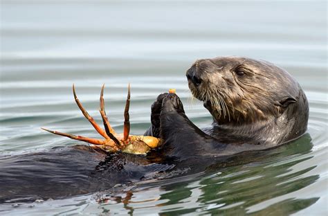 Sea Otter - Profile | Traits | Facts | Eating | Legs | Baby | Cute - Mammal Age