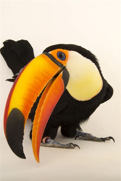 Toucans