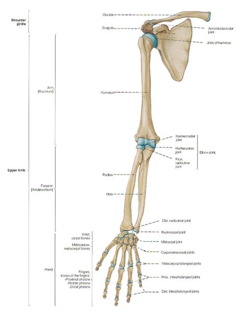 Diagram Of The Bones Of The Hand And Arm