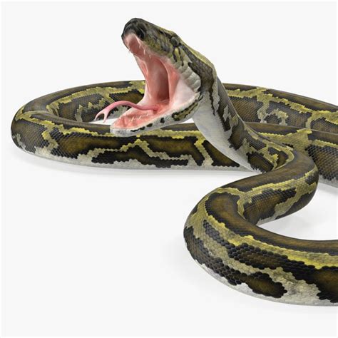 Green python snake attack 3D model - TurboSquid 1410562