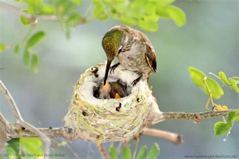 Hummingbird Nest Cam 2013