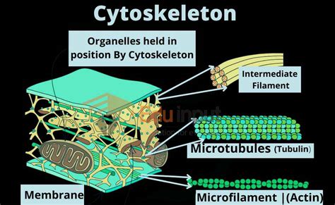 Filaments Of Cytoskeleton