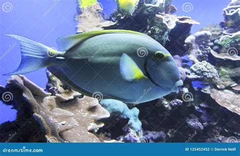 A Parrotfish Patrols a Coral Reef, Maui, Hawaii Stock Photo - Image of subtropical, maui: 125452452