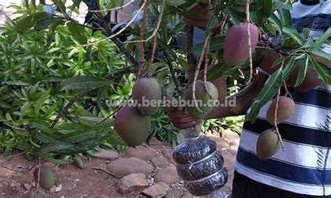 Cara Mencangkok Pohon Mangga Untuk Pemula (Sampai Berhasil)