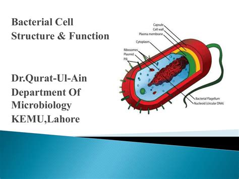 Bacterial Cell Structure And Function | Images and Photos finder