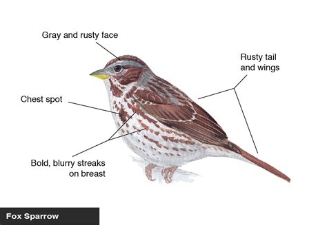 Sparrow Bird Identification Chart