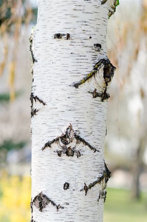 White Birch Tree Bark Close-up Stock Image - Image of outdoors, season: 181631179