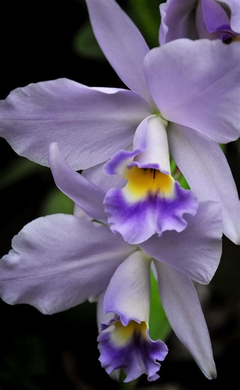 28 mejores imágenes de Cataleya.... en Pinterest | Flores, Orquídeas y Hermosas flores