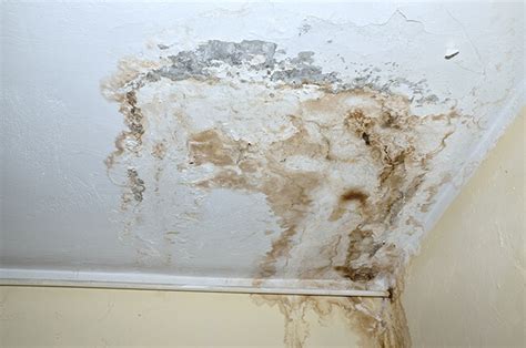 Top 6 Causes of Mold in Your Home