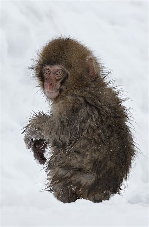 This baby snow macaque looks out for it’s mother as it leaves the hot springs and heads back ...