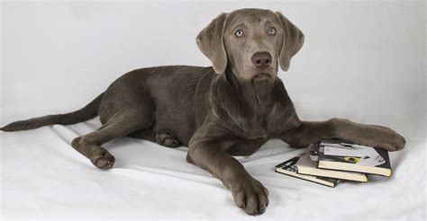 Weimaraner Chocolate Lab Mix Puppies : Pin On Love : Yesterday i went ...