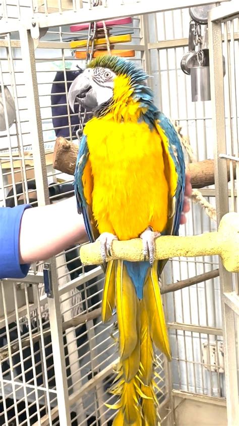 When Rio, A Blue And Gold Macaw, Isn't In Class... - Queens Zoo Zoo Guide