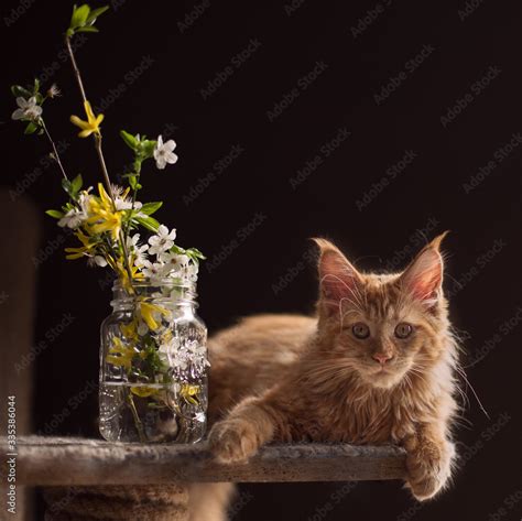 Red kitten Maine Coon Stock Photo | Adobe Stock